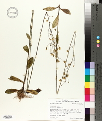 Hieracium gronovii image