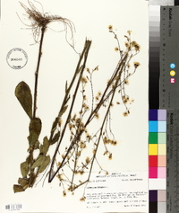 Hieracium gronovii image