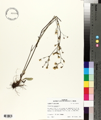 Hieracium gronovii image