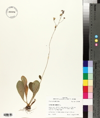 Hieracium gronovii image