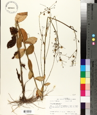 Hieracium gronovii image