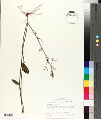 Hieracium gronovii image