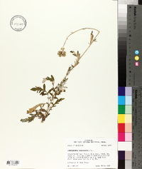 Hymenopappus scabiosaeus image