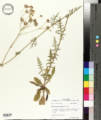 Hymenopappus scabiosaeus image