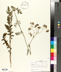 Hymenopappus scabiosaeus image