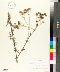 Hymenopappus scabiosaeus image