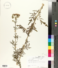 Hymenopappus scabiosaeus image