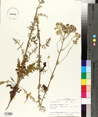 Hymenopappus scabiosaeus image