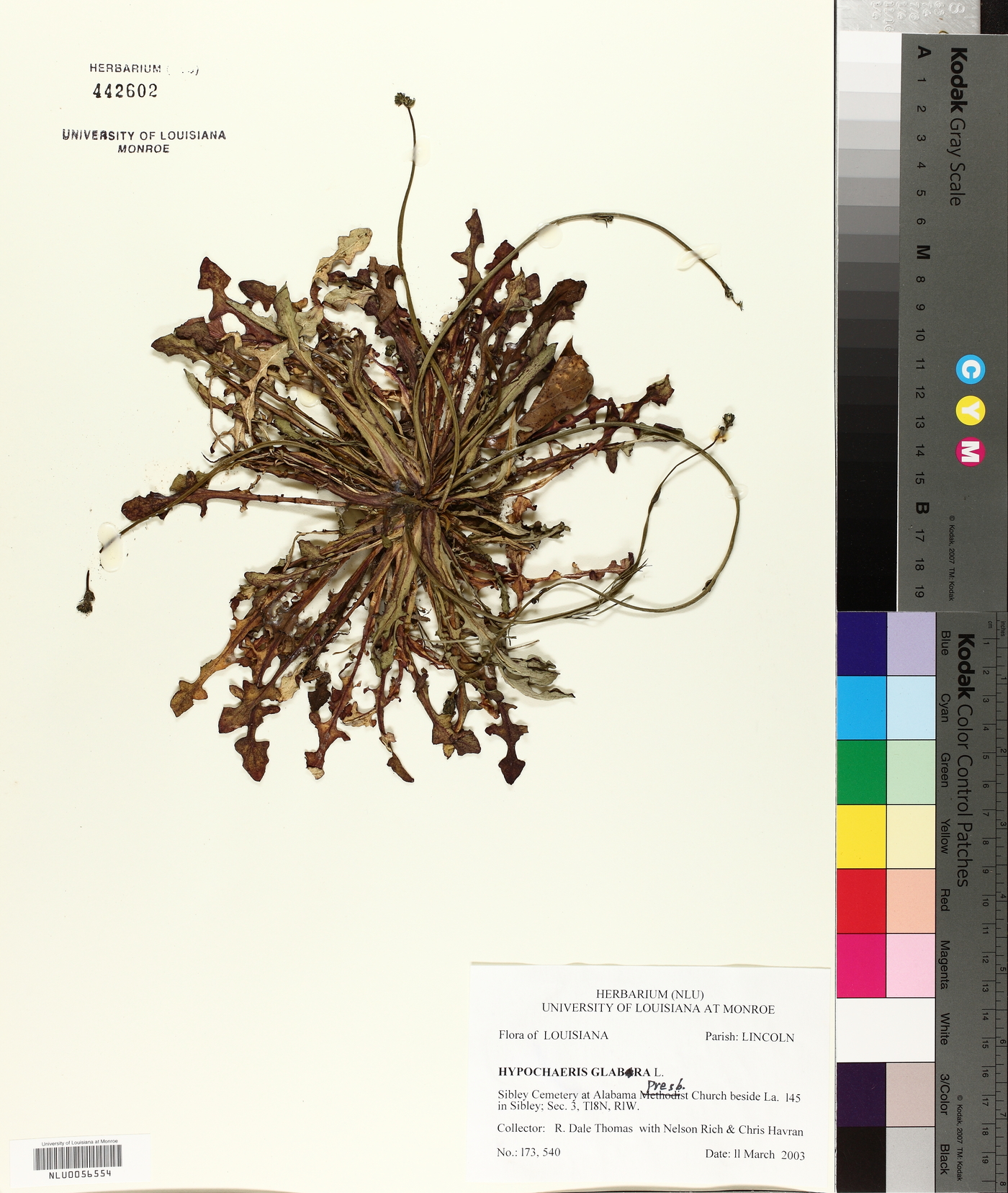 Hypochaeris glabra image