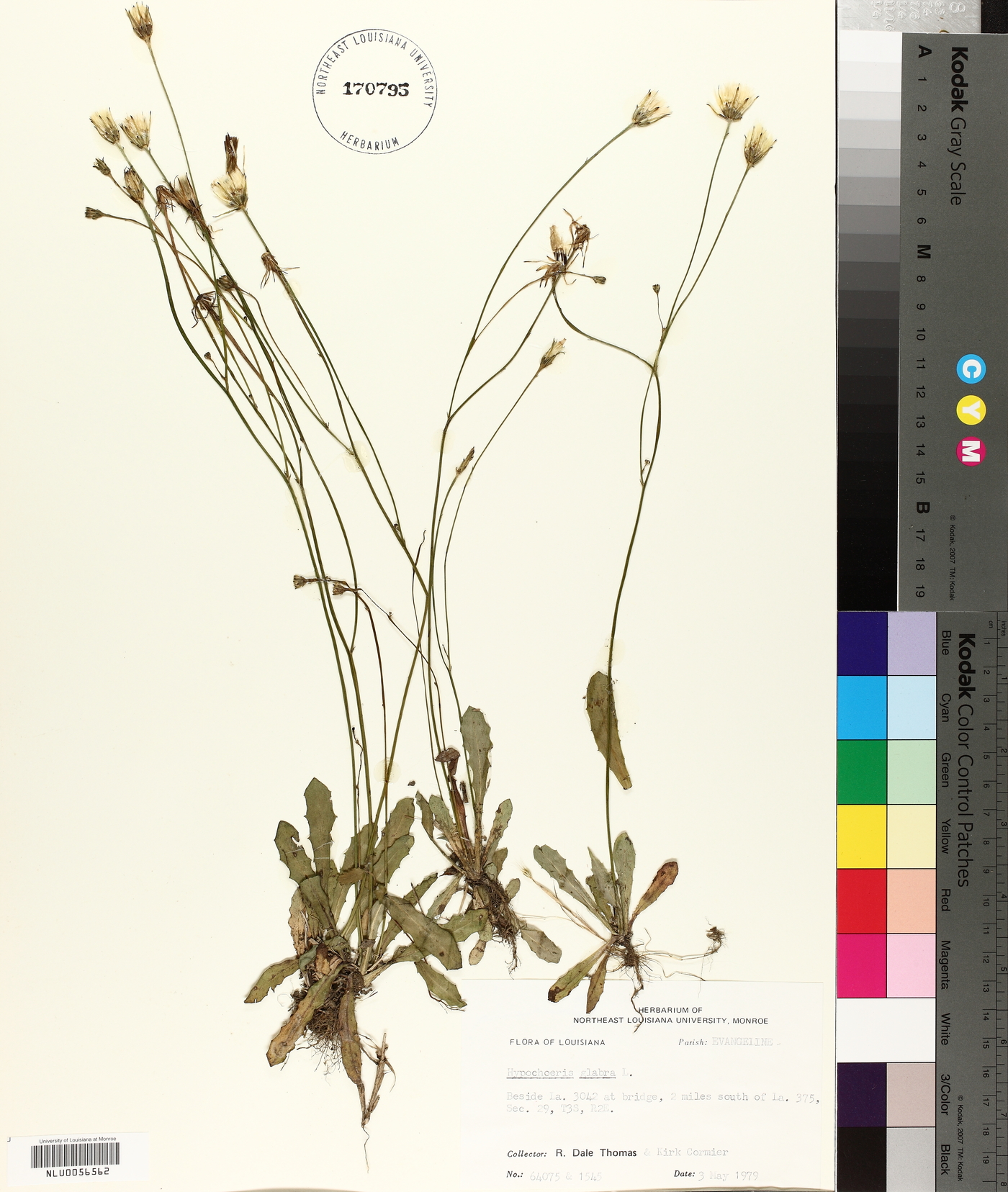 Hypochaeris glabra image