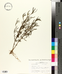 Iva angustifolia image