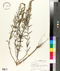 Iva angustifolia image