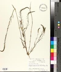 Iva angustifolia image