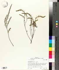 Iva angustifolia image