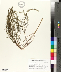 Iva angustifolia image