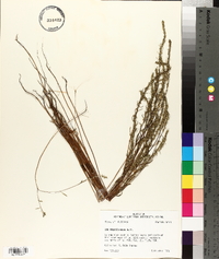 Iva angustifolia image