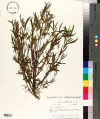 Iva angustifolia image