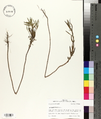 Iva angustifolia image