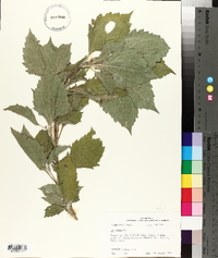 Iva annua image