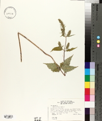 Iva annua image