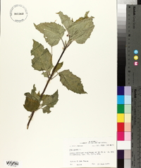 Iva annua image