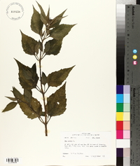 Iva annua image