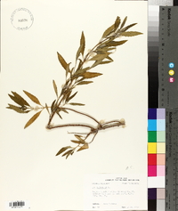Iva frutescens image