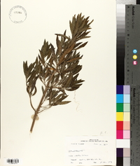Iva frutescens image
