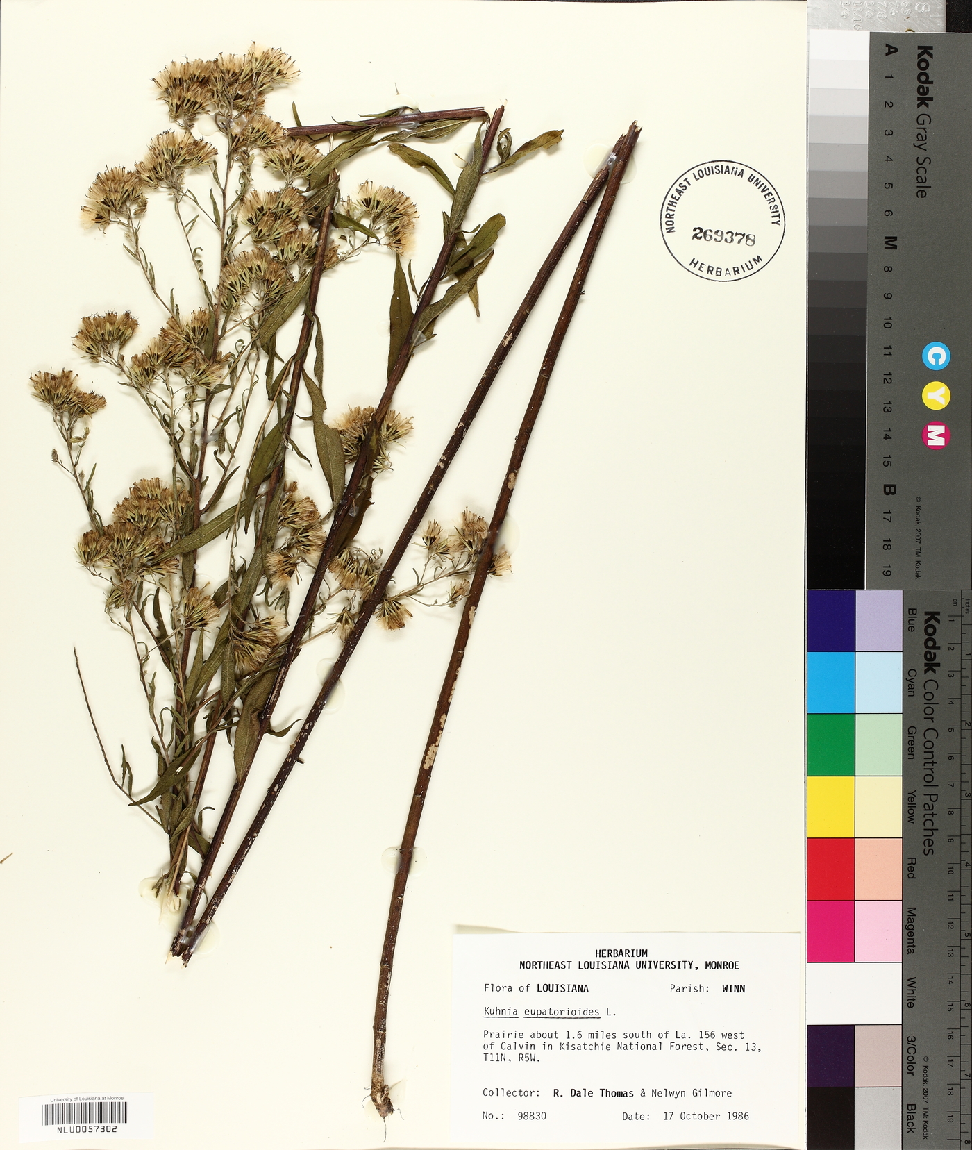 Kuhnia eupatorioides image