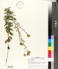 Kuhnia eupatorioides image