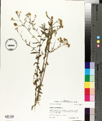 Brickellia eupatorioides image