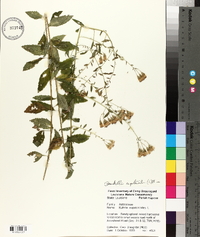 Kuhnia eupatorioides image