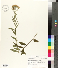 Brickellia eupatorioides image