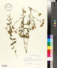 Brickellia eupatorioides image