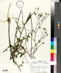 Lactuca hirsuta image