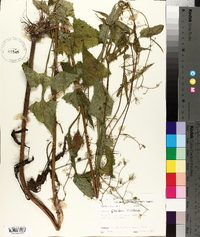 Lactuca floridana image