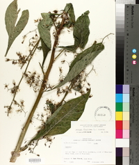 Lactuca floridana image