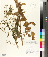 Lactuca floridana image