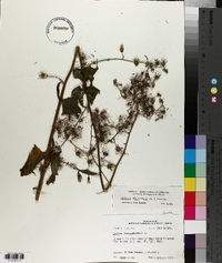 Lactuca floridana image