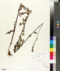 Lactuca hirsuta image