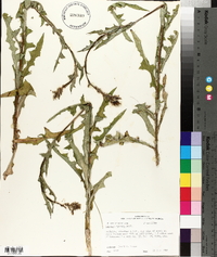 Lactuca hirsuta image