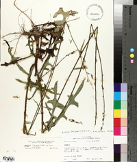 Lactuca hirsuta image