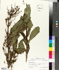 Lactuca hirsuta image