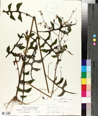 Lactuca hirsuta image