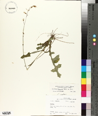 Lactuca hirsuta image