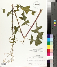 Lactuca hirsuta image