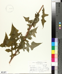 Lactuca floridana image