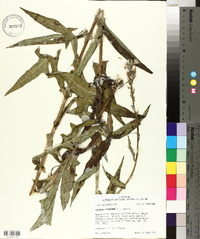 Lactuca floridana image