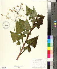 Lactuca floridana image