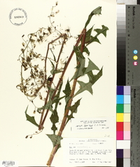 Lactuca floridana image